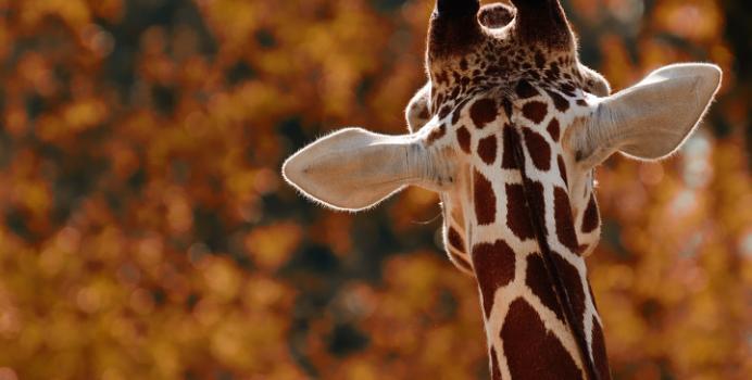 giraf bagfra